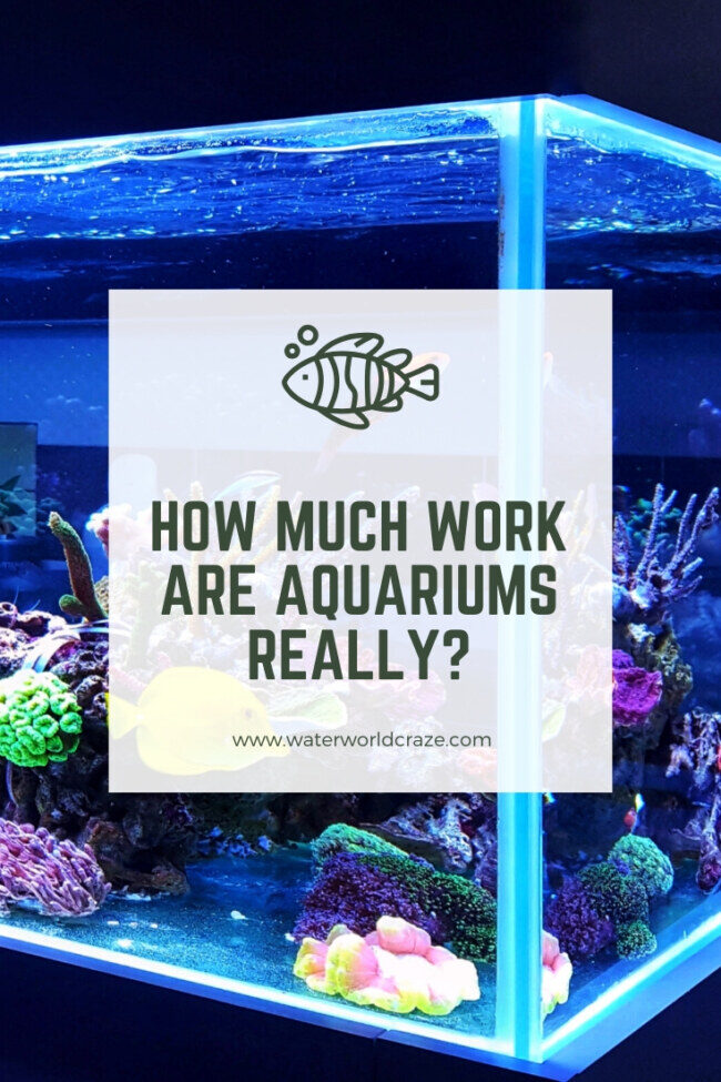 aquarium-work-1355454