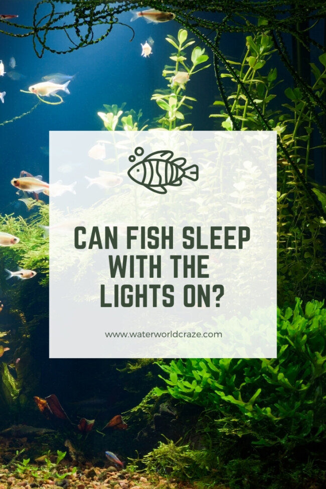 fish-lights-on-4749402