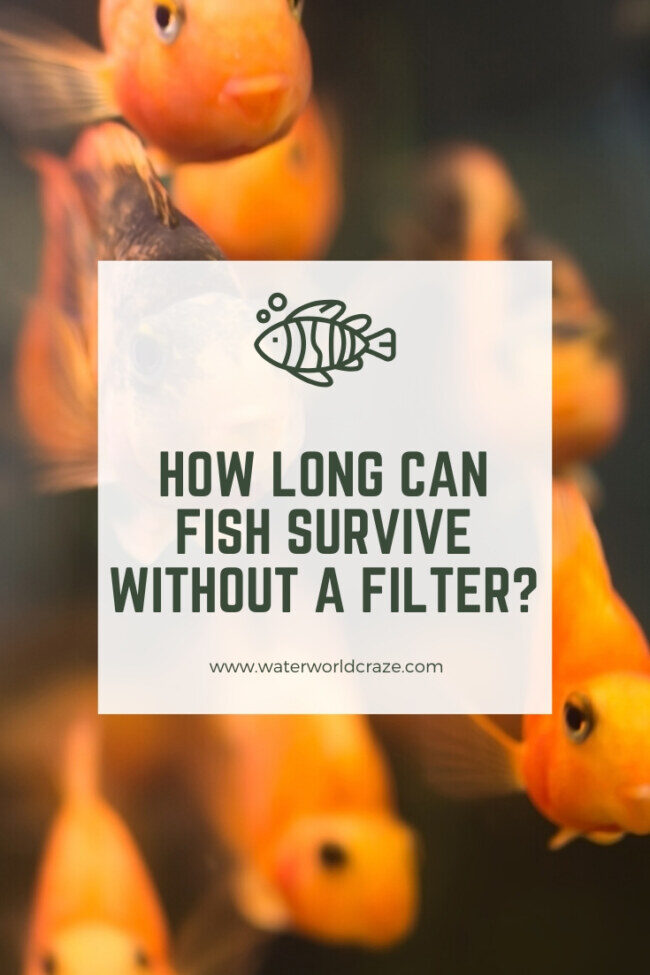 fish-no-filter-9751576