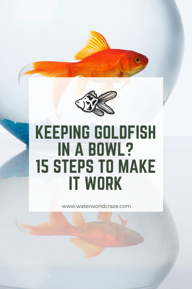 goldfish-bowl-2003474