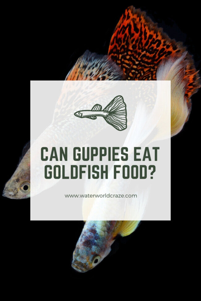 guppy-goldfish-food-5205179
