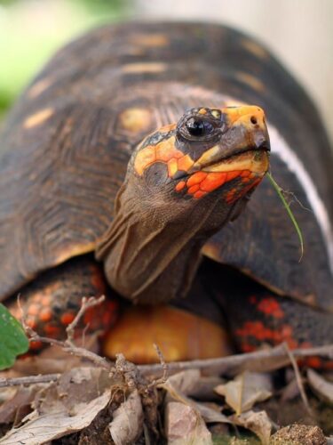 Misleading signs that can make your turtle appear hungry