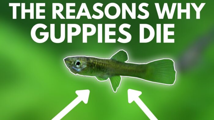 Reasons Why Your Guppies Are Dying