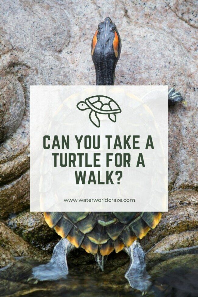 turtle-walk-8448080