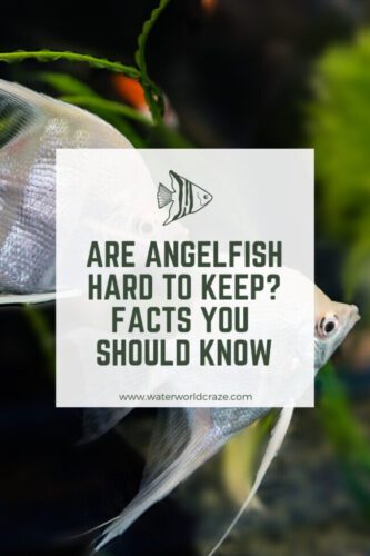 angelfish-hard-keep-3793940