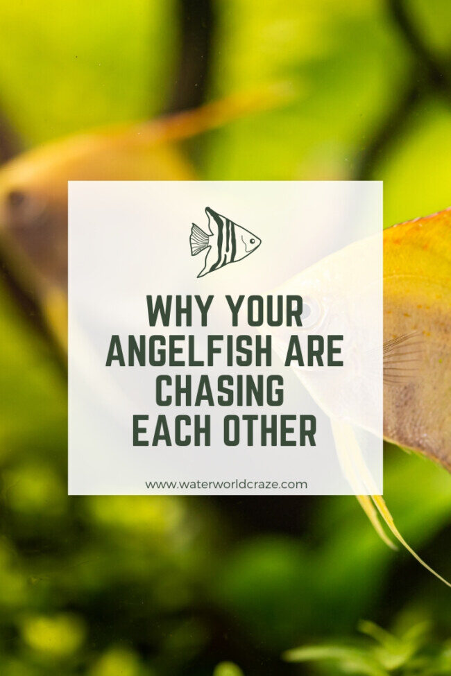 angelfish-chasing-each-other-5372240