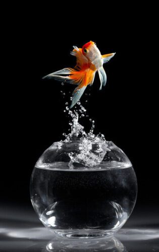 canva-goldfish-jump-1-2237030