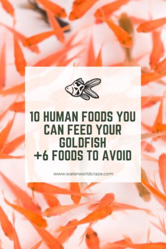 goldfish-human-food-3152751