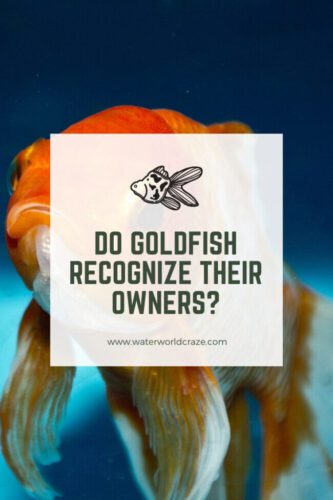 goldfish-recognize-owner-1404833