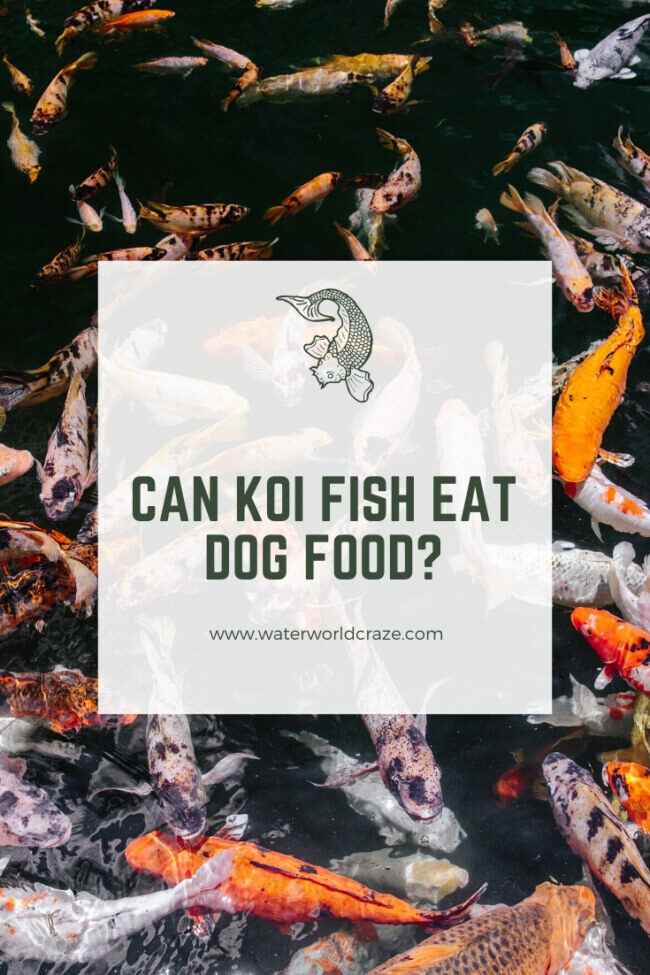 koi-dog-food-2561640