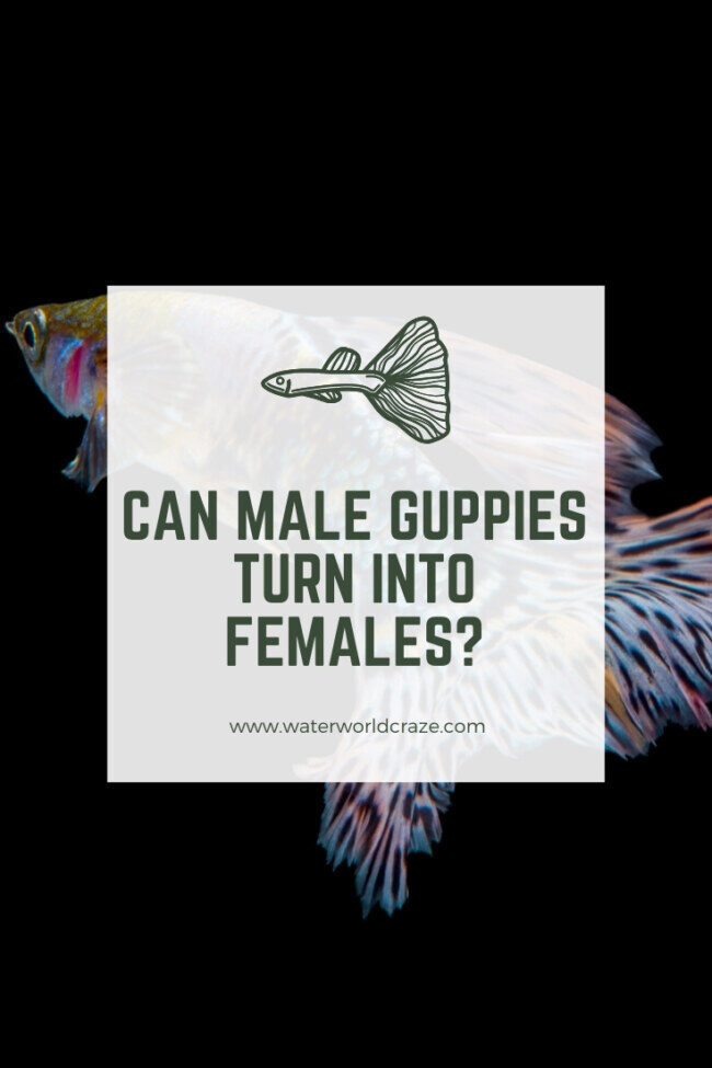 male-guppies-female-8392637