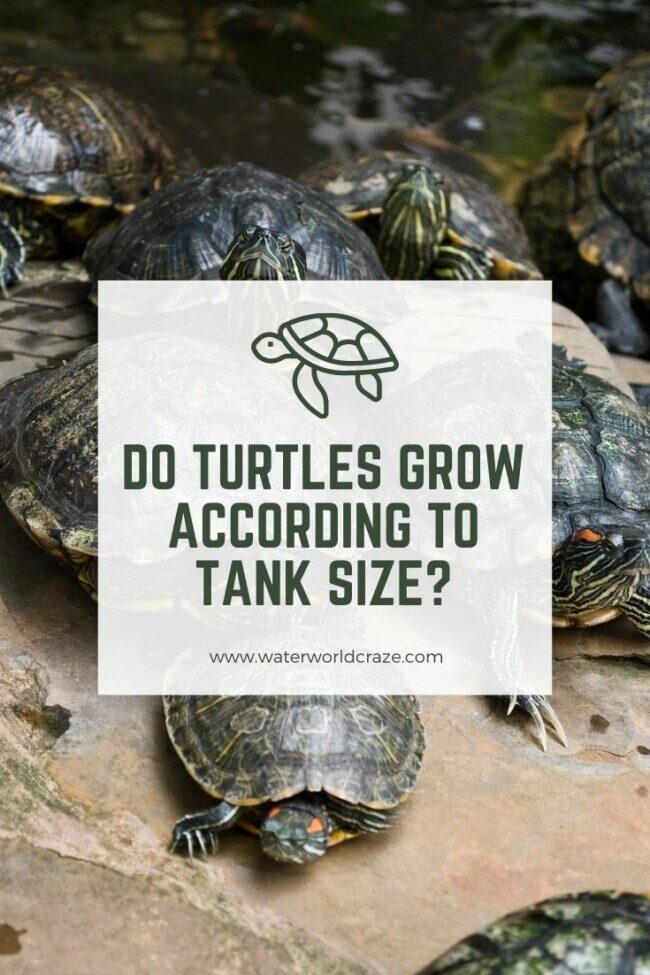 turtle-grow-5605505