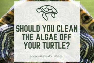 algae-off-turtle-360x240-9673085
