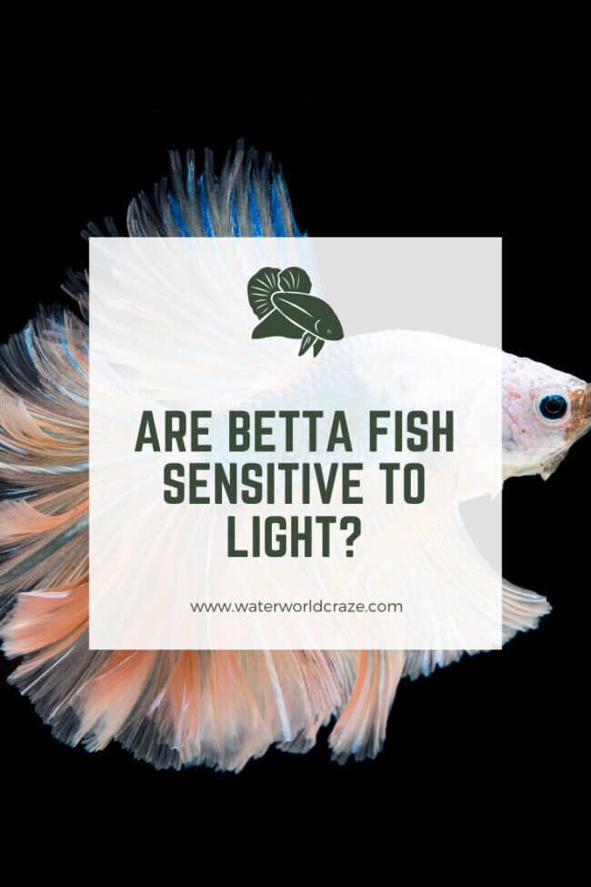 betta-light-sensitive-9884162