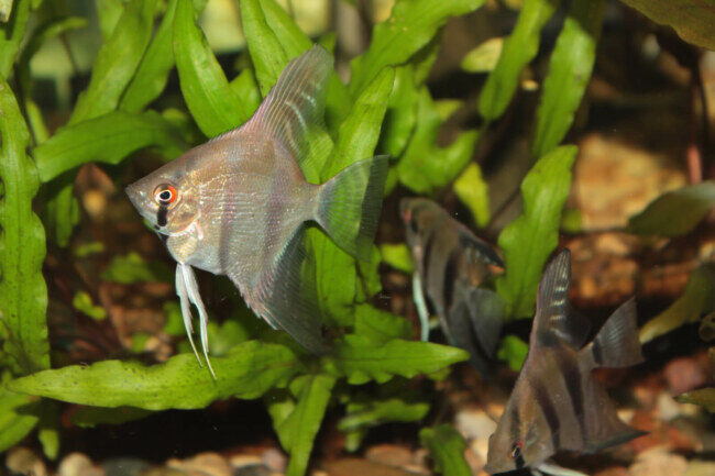 canva-altum-angelfish-freshwater-aquarium-fish-7079606