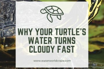 cloudy-turtle-water-1-360x240-7819389