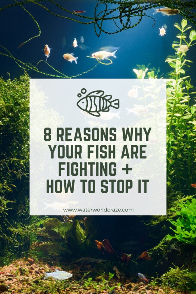 fish-fight-8994913