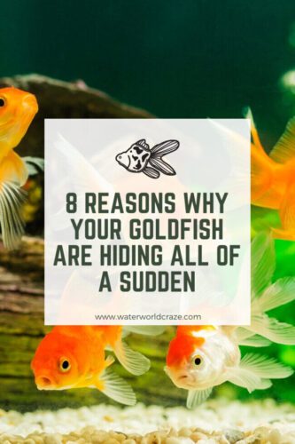 goldfish-hiding-4146326