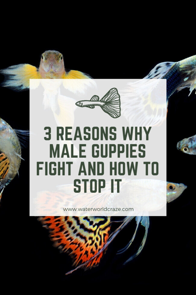 male-guppy-fight-5483552