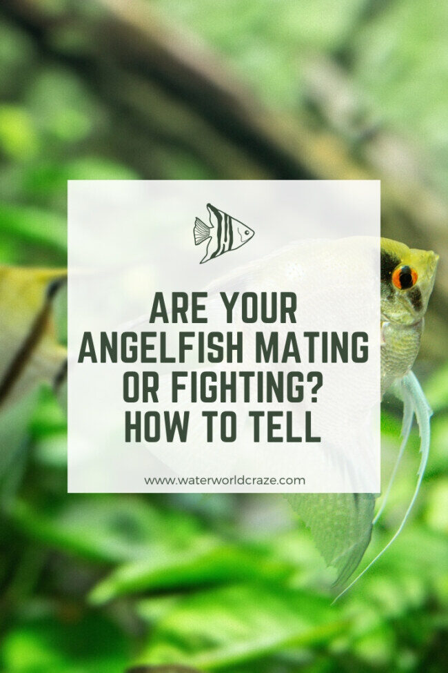 mating-fighting-angelfish-2832126