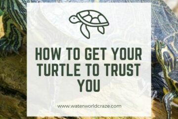 turtle-trust-360x240-3279199