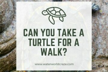 turtle-walk-360x240-8607067