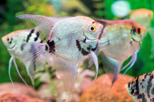 canva-angelfish-pterophyllum-scalare-in-natural-habitat-3285057