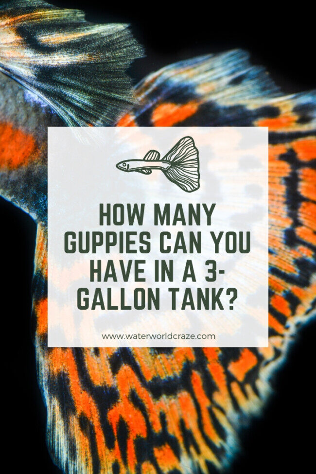 guppy-3-gallon-9017773