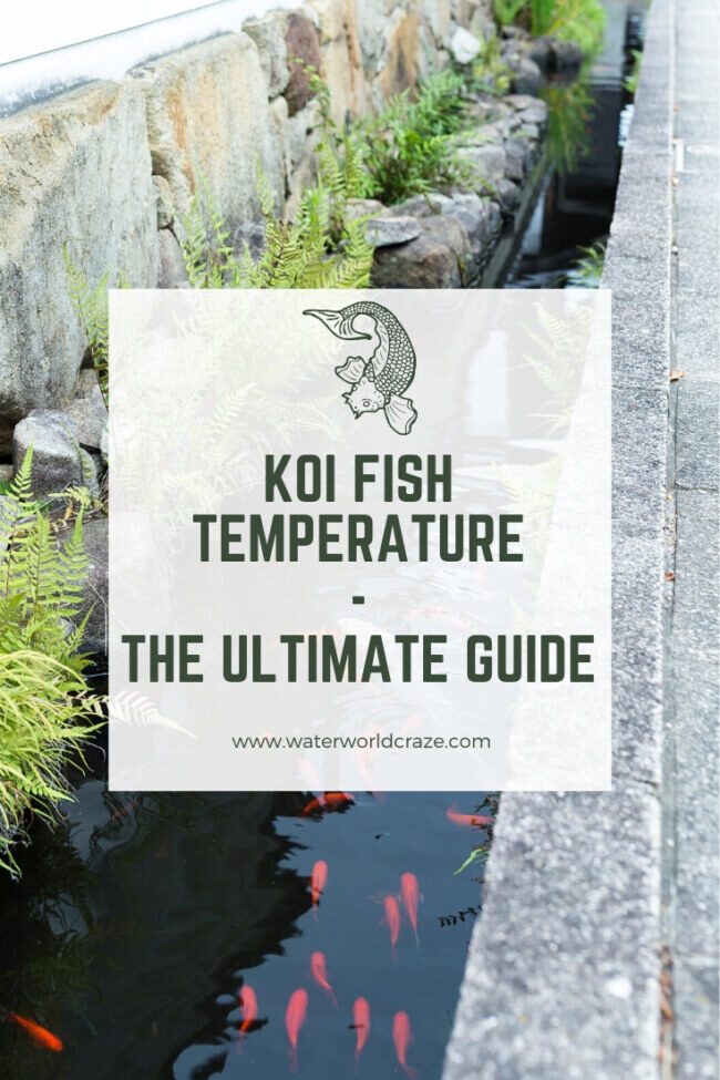koi-fish-temperature-9588542