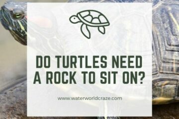 turtle-rock-360x240-3415394