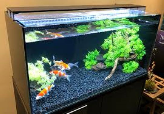 What Fish Can Live With Koi In A Tank