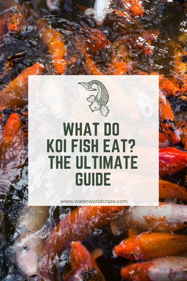 what-do-koi-fish-eat_-7705811