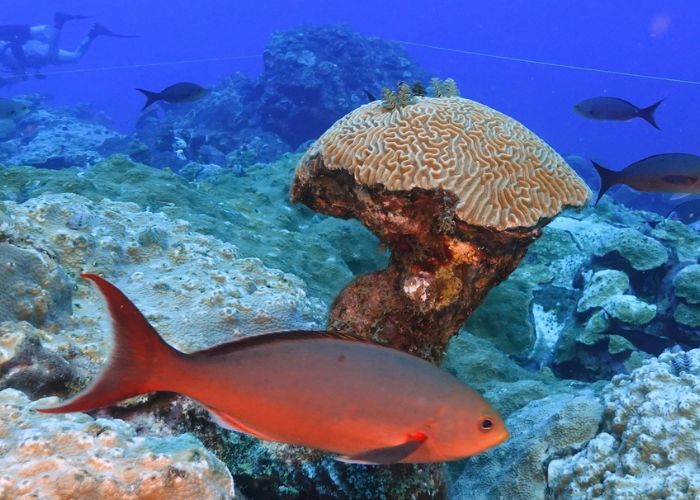 Divers Break Record by Removing Over 31,000 Venomous Fish from Florida Reefs