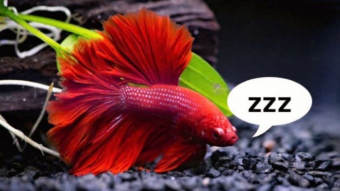 Can Fish Sleep With The Lights On?