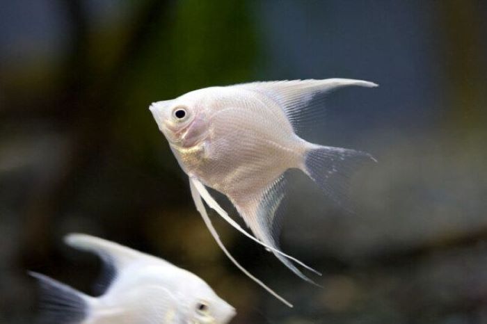 3 Reasons Why Your Angelfish Are Chasing Each Other