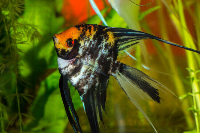 canva-close-up-of-angelfish-1-9810899