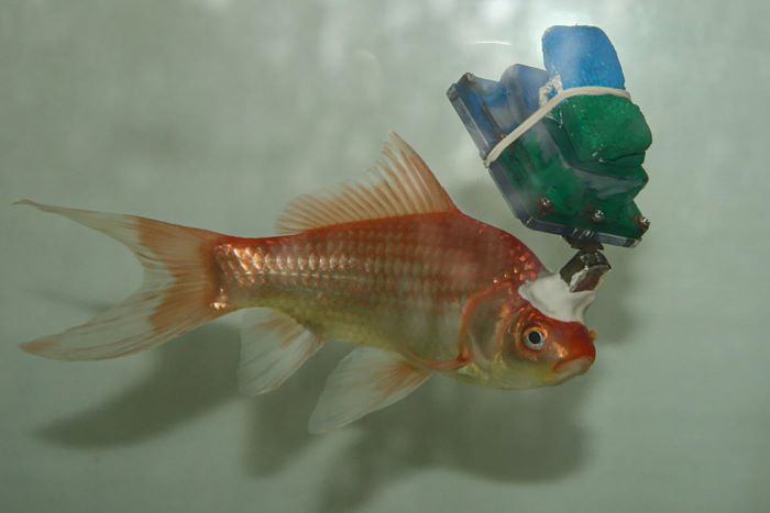 Here Is How Incredibly Smart Goldfish Really Are