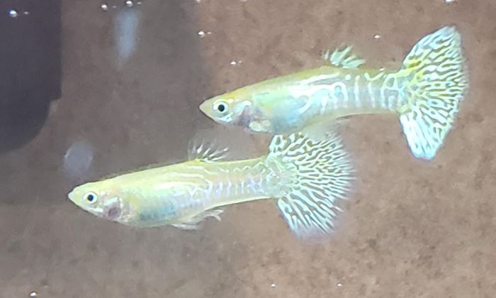 5 Reasons Why Your Guppies Hanging Around The Filter