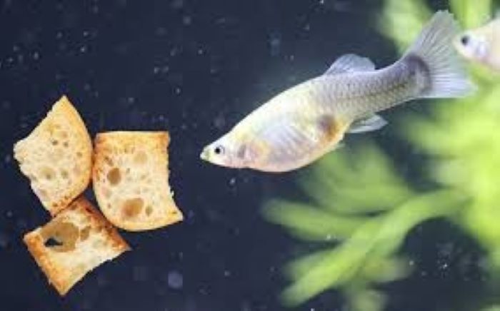 Can Guppies Eat Bread? Bad Idea!