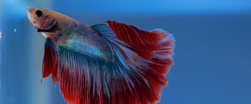These 5 Facts Show How Unbelievably Smart Betta Fish Are