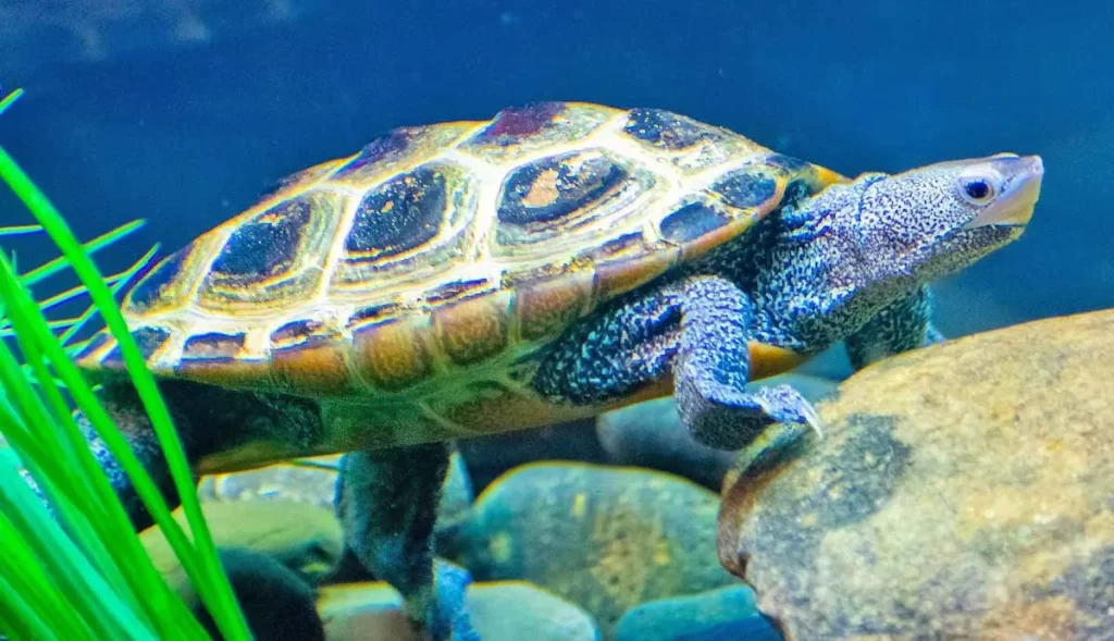 10 Tips for Setting Up a Turtle Tank In 2024