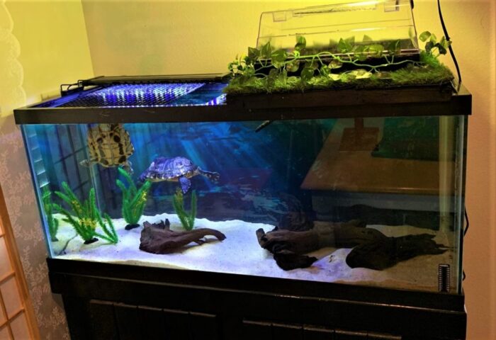 Turtle Tank Decor Ideas In 2024 That Your Pet Will Love