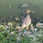 Dead Fish Found in Mula River Raises Pollution Alarm