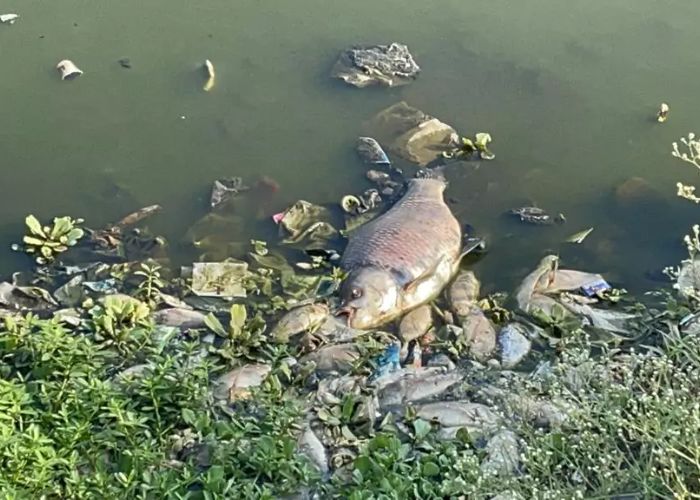 Dead Fish Found in Mula River Raises Pollution Alarm