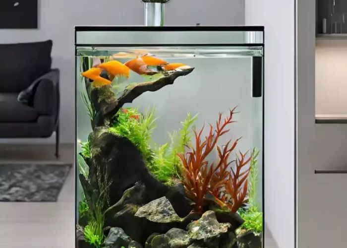 8 Reasons Why a Fish Aquarium Is a Must-Have at Home