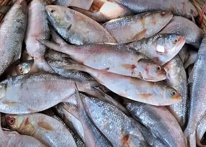 Bangladesh Lifts Hilsa Fish Export Ban to India Ahead of Puja