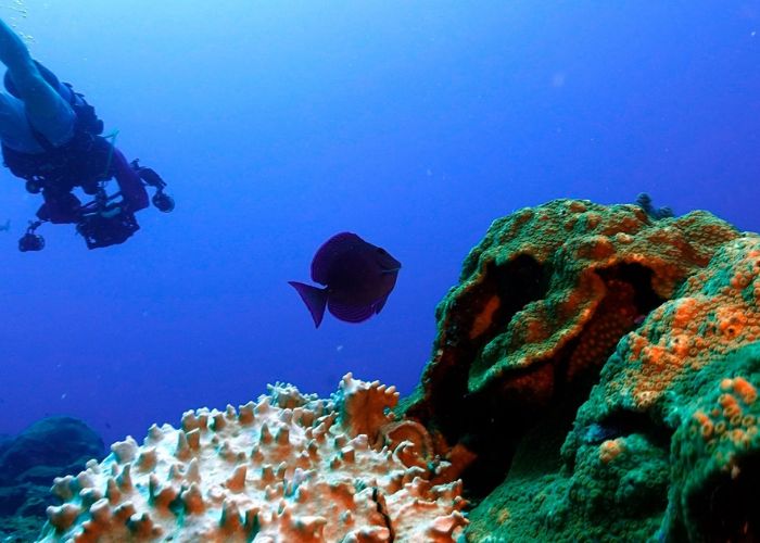 Divers Break Record by Removing Over 31,000 Venomous Fish from Florida Reefs