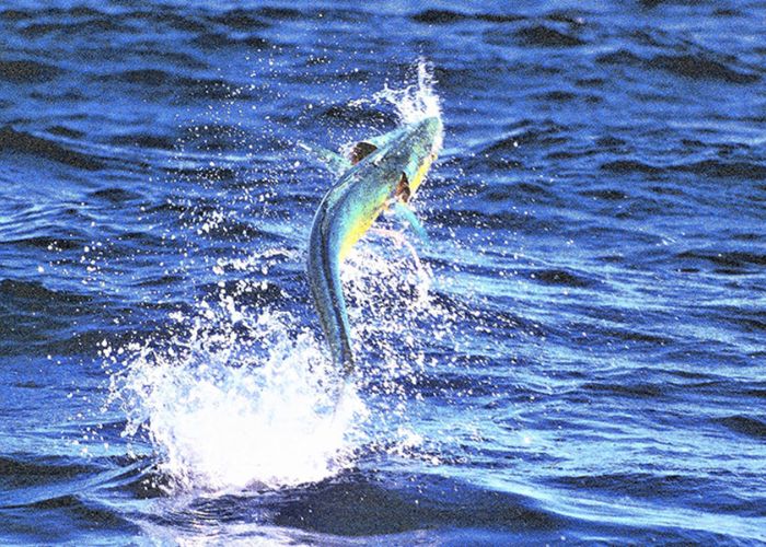 Giant Fish Leaping Out of Water on North Shore-What’s Going On?