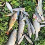 Shock as Rare Fish Found in Coventry River During Casual Walk