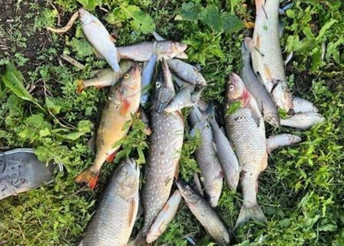 Shock as Rare Fish Found in Coventry River During Casual Walk